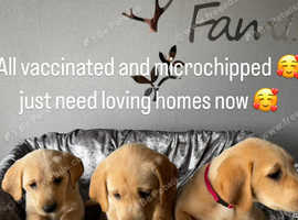Beautiful KC Reg Yellow/Red Chunky Lab bitches