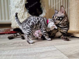 Bengal cat best sale kittens near me