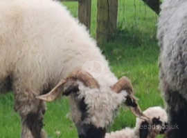Valis Blacknose Ewe with twin lambs at foot.