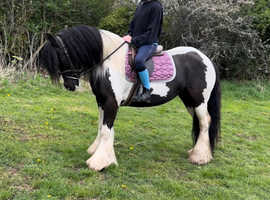 13.2/3h 11yo Piebald Gyspy Cob Mare