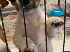 Jack Russell puppy READY TO LEAVE NOW