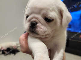 Kc registered pugs ready bank Holiday May 31st