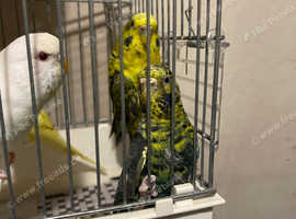 Black Wings Budgies
