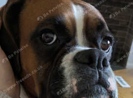 Beautiful pedigree boxer female needs loving home