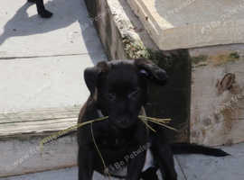 Stunning coated xoloitzcuintli mini size medium size.