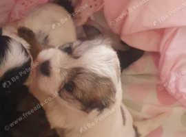 Gorgeous Maltese cross chiawowas