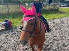 11.3hh chestnut mare