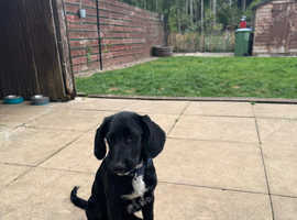 Beautiful boy pup
