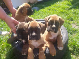Pupies boxer