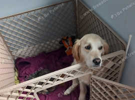 Golden retriever