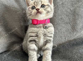 Full pedigree British Short Hair kittens