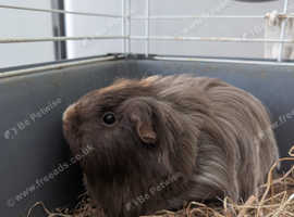 Female guinea pig