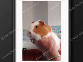Young male GUINEA PIGS for sale BLACKPOOL