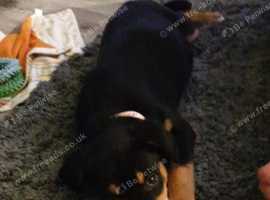 10 week puppy