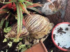 Giant African Land Snails (Lissichatina fulica) for sale