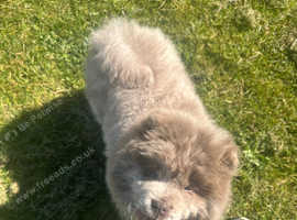 Stunning rare exotic mini chow chow puppies for sale