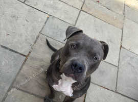 Male  Blue American bulldog cross staff.
