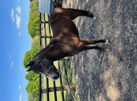 Registered 3 yr old Dun gelding