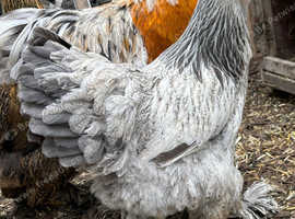 Chickens for sale