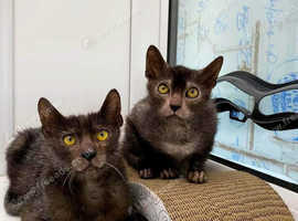 Cuddly, loving werewolf Lykoi