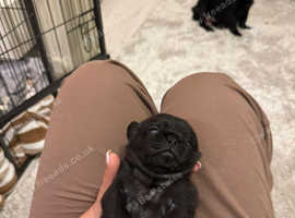 Baby pugs