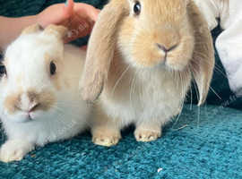 2 beautiful female bunnies