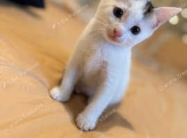 white kittens for sale