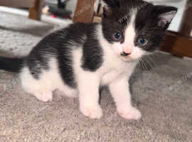 3 kittens for adoption