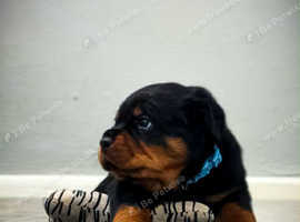 Rottweilers puppys