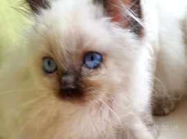 GORGEOUS SEAL POINT RAGDOLL GIRL FOR SALE