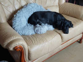 Cream leather 2 seater sofa Victoria legs
