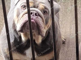 Male English bulldog