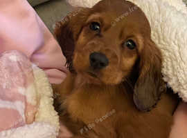 Pedigree cocker spaniel outlet puppies for sale