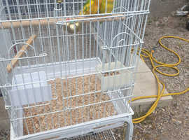 True beautiful love birds for sale
