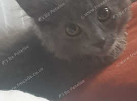 Rehome
