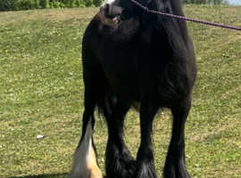 13 hand black cob