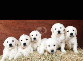 Licensed breeder golden retriever puppies