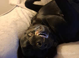 Female black lab 2 years old need a new home