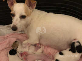 Pedigree KC Registered Long Coat Chihuahua Puppies in Grimsby, Lincolnshire  born 27/02/22