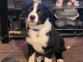 Ready mircochipped Welsh hunterway-hill collie pup