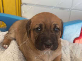 2 female pups for sale (manchester)
