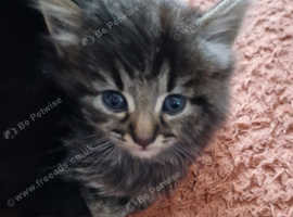 Stunning half Norwegian Forest kittens for sale