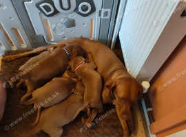 Hungarian vizsla puppies