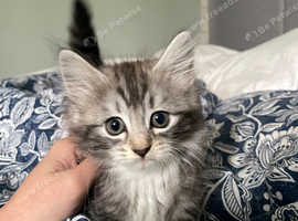 Norwegian Forest Cats are looking for new home