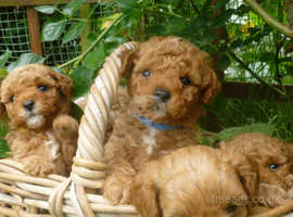 Cotonpoo X Toy poodle, Cotonoodle/Cotonpoo, F1bb red and apricot from health tested parents.