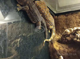Pair of tokay geckos