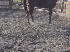 Two old colt / part or full loan