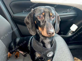 black & brown dachshund