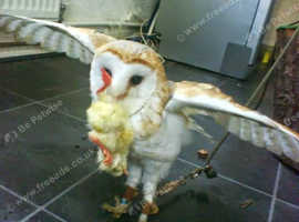 BARN OWL CHICKS