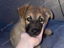 Huskita puppy